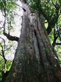 E-Conception.org ひのき精油