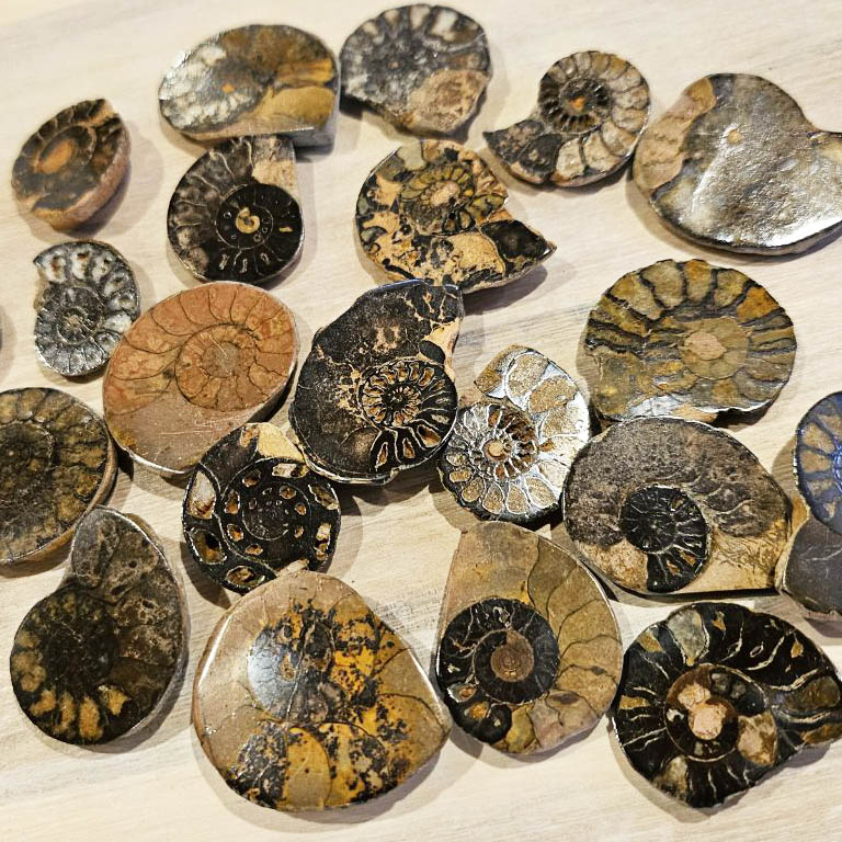 アンモナイト(化石)