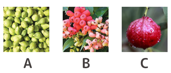 ネイティブ植物占い